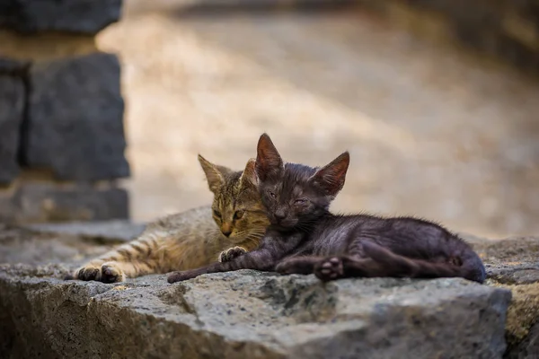 Freundschaft Zwei Straßenkatzen Liegen Zusammen — Stockfoto