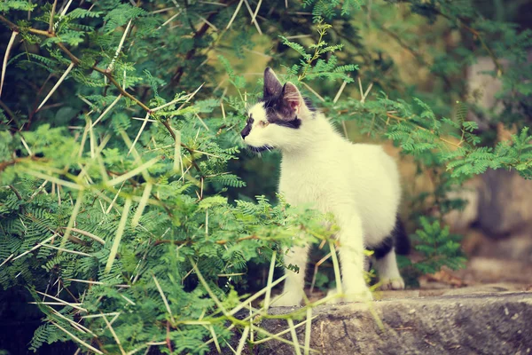 Παιχνιδιάρικο Μαύρο Και Άσπρο Γάτα Ακανθώδη Φυτά — Φωτογραφία Αρχείου