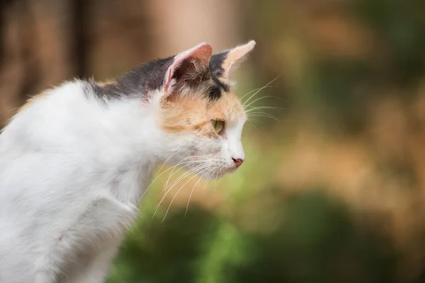 Katze Auf Der Straße — Stockfoto