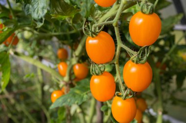 Seradaki sarı domatesler