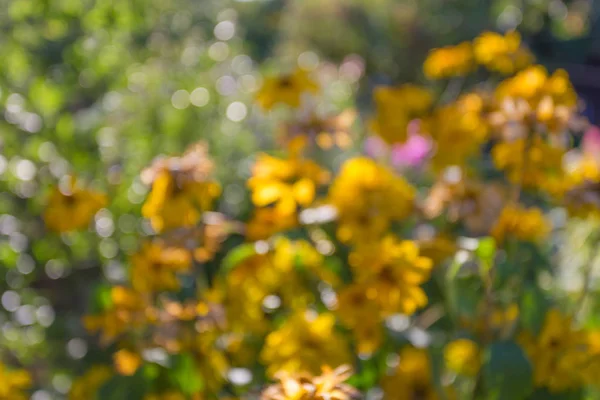 Анотація квіткового літнього фону в саду на заході сонця з б — стокове фото