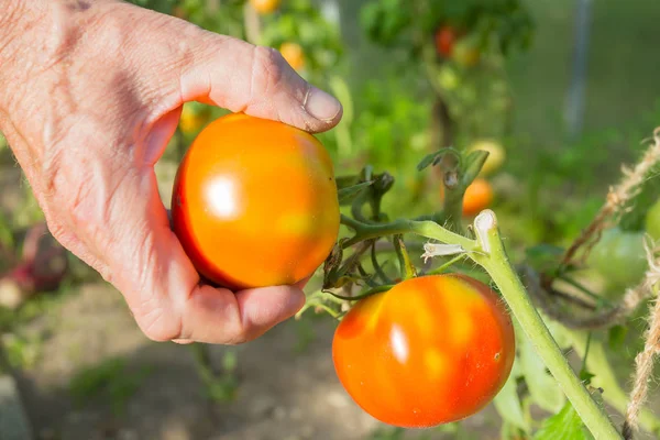 Agronomist holding a ripe tomato in a greenhouse — Stock Photo, Image