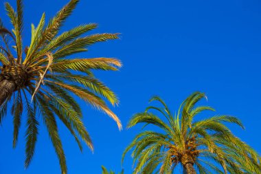 Gökyüzüne karşı palmiye ağaçları