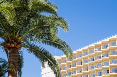 Mavi gökyüzü arka plan üzerinde palmiye ağacı