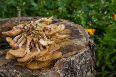 Mantar agaric doğada tatlım