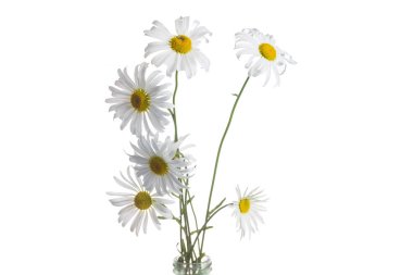 Beyaz arkaplanda papatya çayı izole edildi