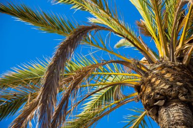 Gökyüzüne karşı palmiye ağaçları