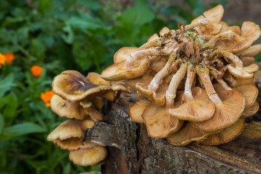 Mantar agaric doğada tatlım