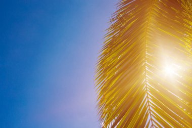 Arka plan mavi gökyüzü palmiye ağaçlarının