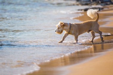 Köpek beach çevresinde çalışan ve çalış 