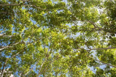 Yeşil Crown utangaçlık mavi gökyüzü ile