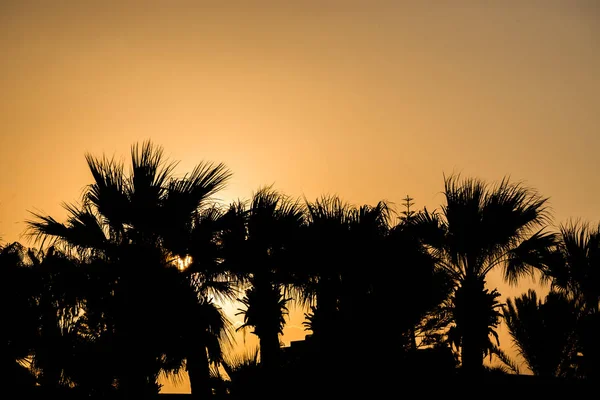 Palmiers Contre Ciel Couchant — Photo