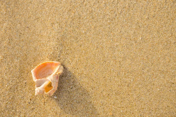 Smooth Sand Beach Shell — Stock Photo, Image