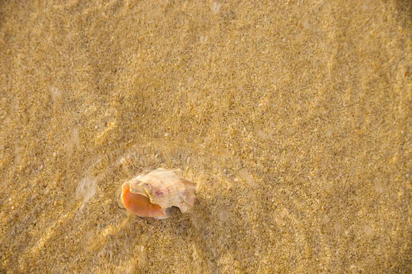 Yumuşak Kum Plajı Ile Deniz Hayvanı Kabuğu — Stok fotoğraf