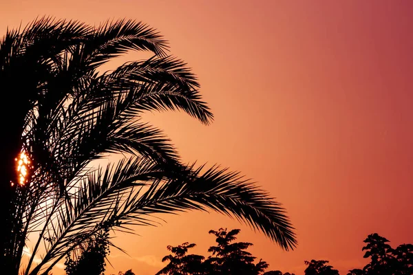 Пальмы Против Закатного Неба — стоковое фото