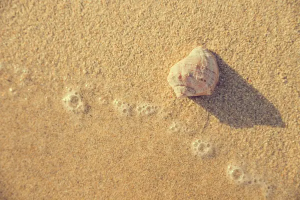 Shell Sand Sea — Stock Photo, Image