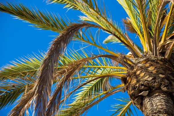 棕榈树映衬着天空 — 图库照片