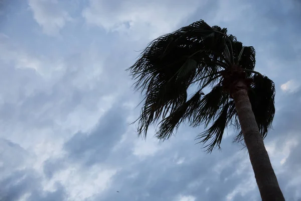 Palm Wind — Stock Photo, Image