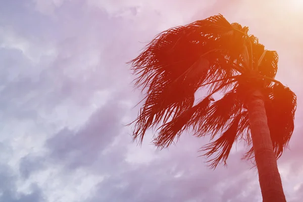 Palm Wind — Stock Photo, Image