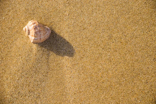 Shell Sand Sea — Stock Photo, Image