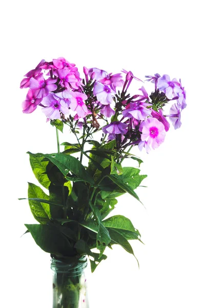 Phlox Isolerad Vit Bakgrund — Stockfoto