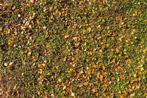 Vista Hermosos Tipos Otoño — Foto de Stock