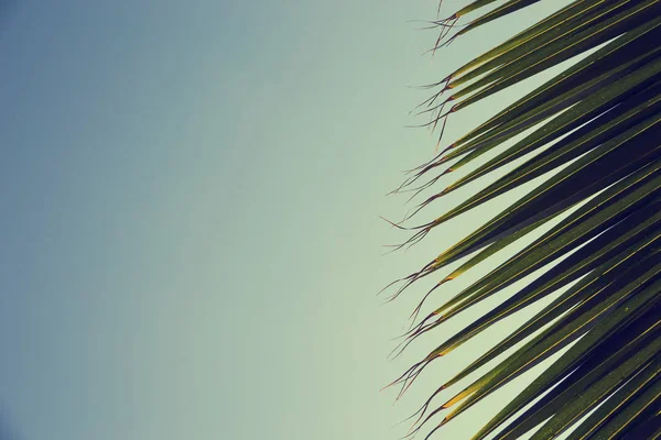 Palmiers Sur Fond Ciel Bleu — Photo