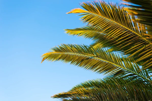 Palm Trees Sea Wind Island Cyprus — Stock Photo, Image