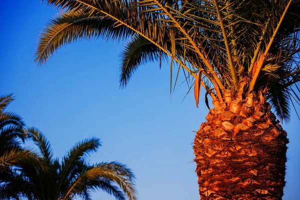 棕榈树对日落的天空 — 图库照片