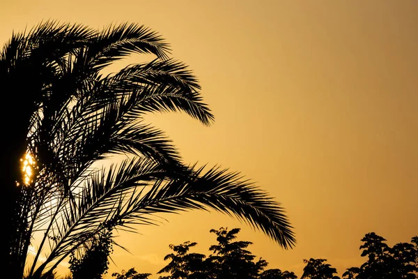棕榈树对日落的天空 — 图库照片