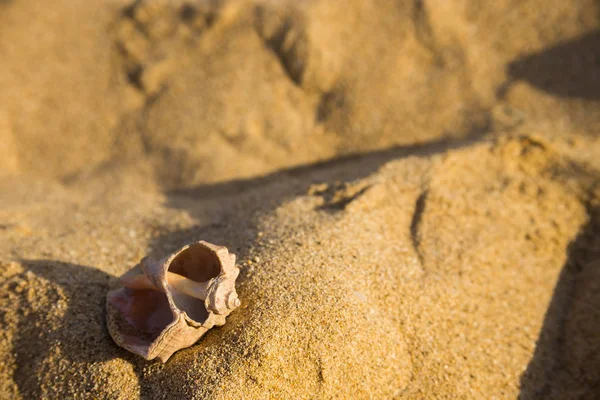 Shell Sand Sea — Stock Photo, Image