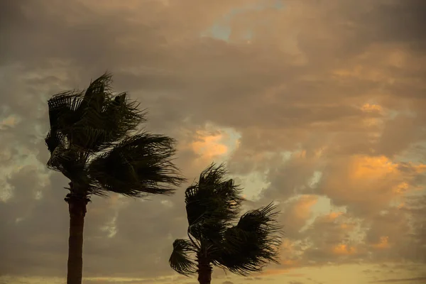 Two Palm Trees Wind — Stock Photo, Image