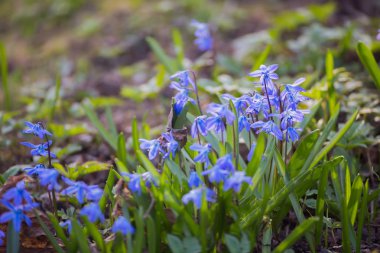 Doğada mavi kardelenler