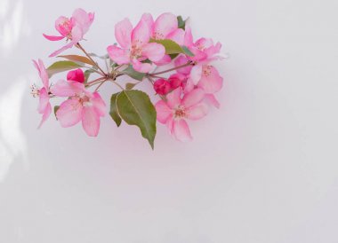 Kopyalama alanı ve çiçek açan elma ağaçları için beyaz sayfa