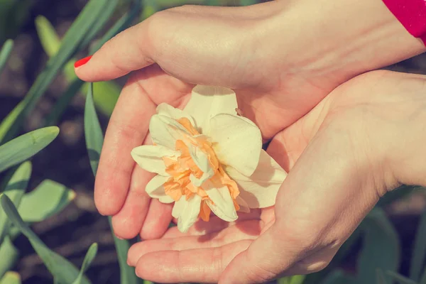 Narcissus flower in women\'s hands