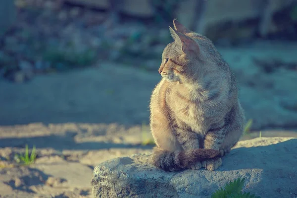 Schöne Nachdenkliche Katze Sitzt Auf Einem Stein Auf Der Straße — Stockfoto
