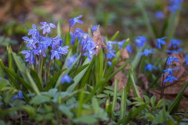 Doğada mavi kardelenler