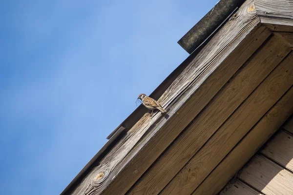 The Sparrow family builds a nest under the roof of an old house