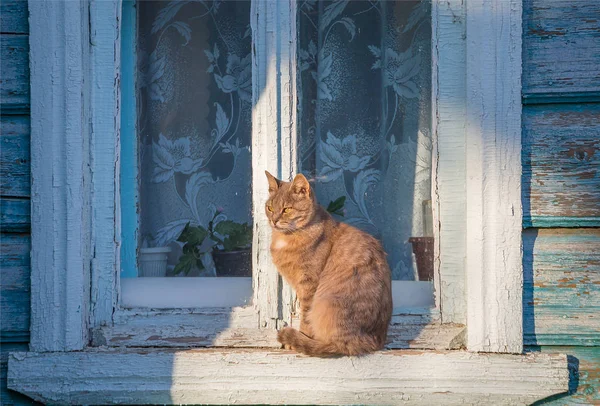 Όμορφη Γατίσια Γάτα Κάθεται Στο Παράθυρο Ενός Παλιού Σπιτιού — Φωτογραφία Αρχείου