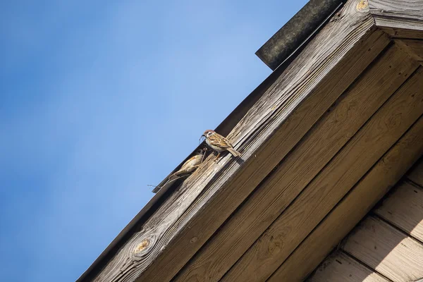 スパロー家は古い家の屋根の下に巣を作る — ストック写真