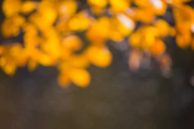 Bokeh ile Sonbahar güzel orman