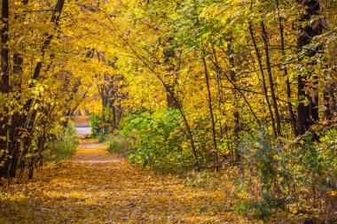 Sonbahar güzel orman görünümü