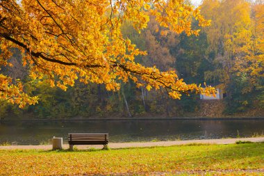 Sonbahar güzel orman görünümü