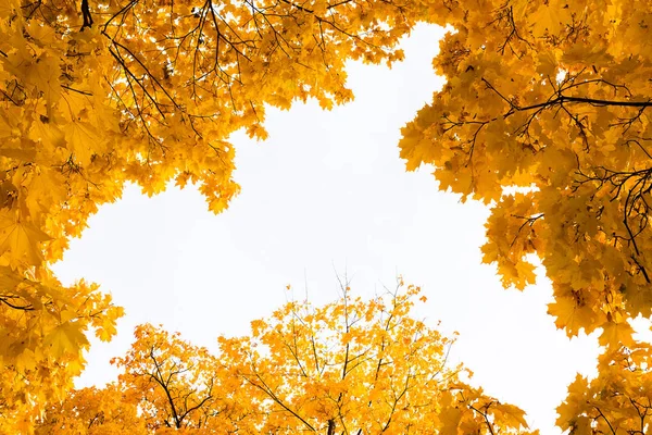 Floresta Outono Outubro — Fotografia de Stock