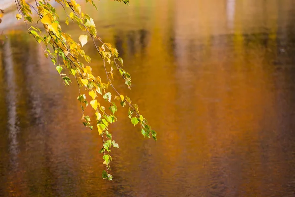 Spiegelung Der Herbstbäume Wasser — Stockfoto