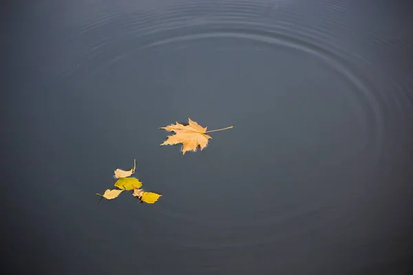 Autumn leaves fell into the water, circles on the water