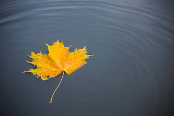 Autumn leaves fell into the water, circles on the water