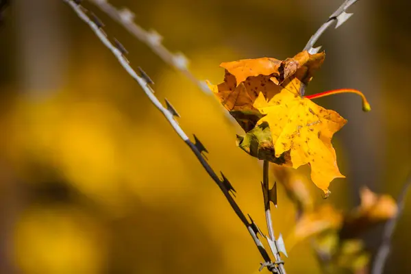 Folhas Outono Arame Farpado — Fotografia de Stock