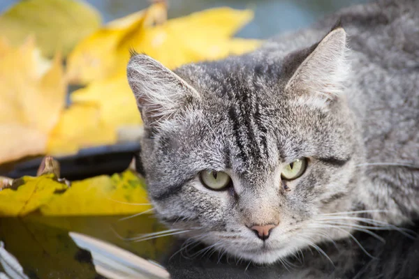 Σοβαρή Γκρίζα Γάτα Που Βρίσκεται Στο Καπό Του Αυτοκινήτου Φύλλα — Φωτογραφία Αρχείου