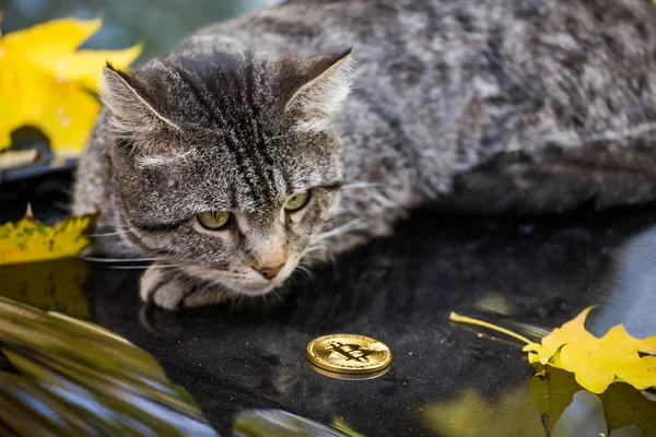 Bitcoin Και Γκρίζα Γάτα — Φωτογραφία Αρχείου